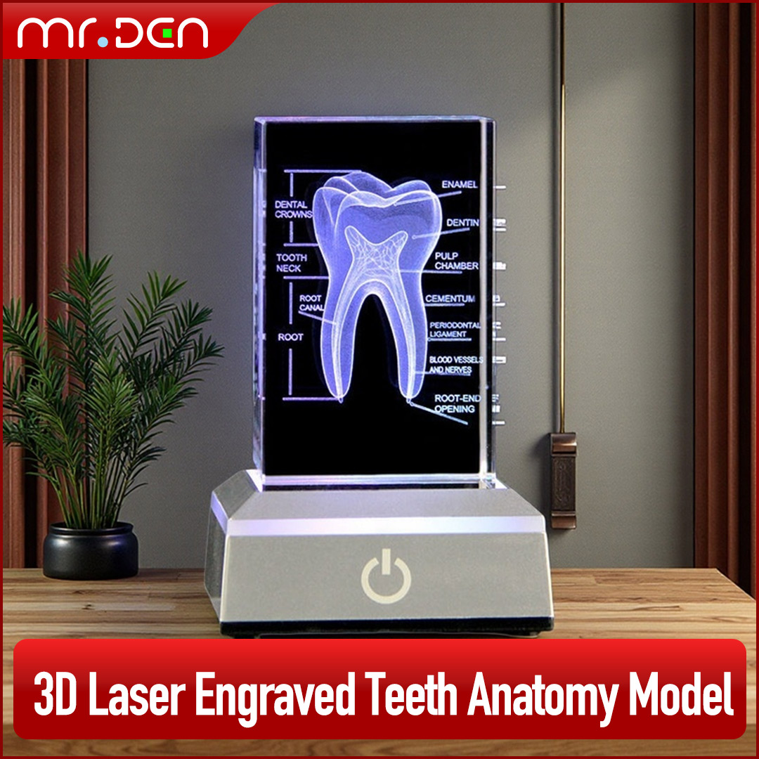 Dental 3D Laser Engraved Human - Paper Weight Crystal review and price