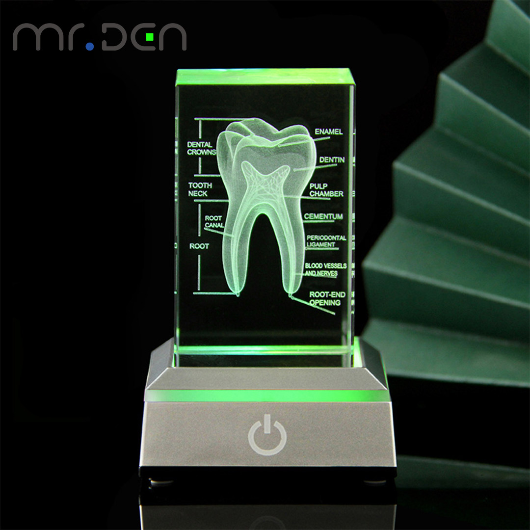 Dental 3D Laser Engraved Human - Paper Weight Crystal review and price