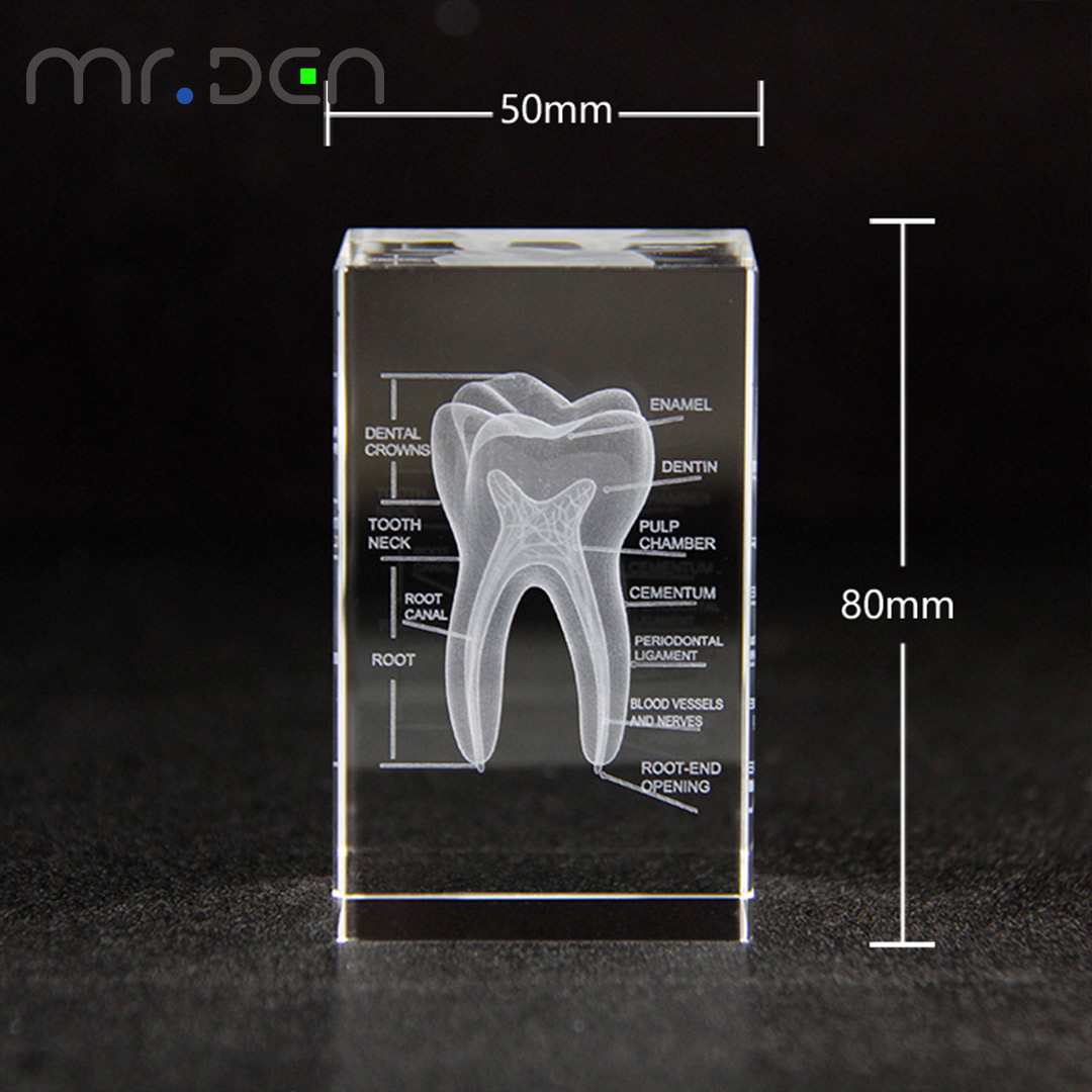 Dental 3D Laser Engraved Human - Paper Weight Crystal review and price